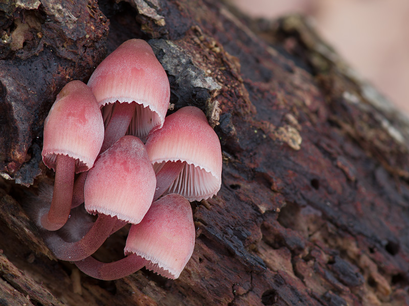 Mycena haematopus